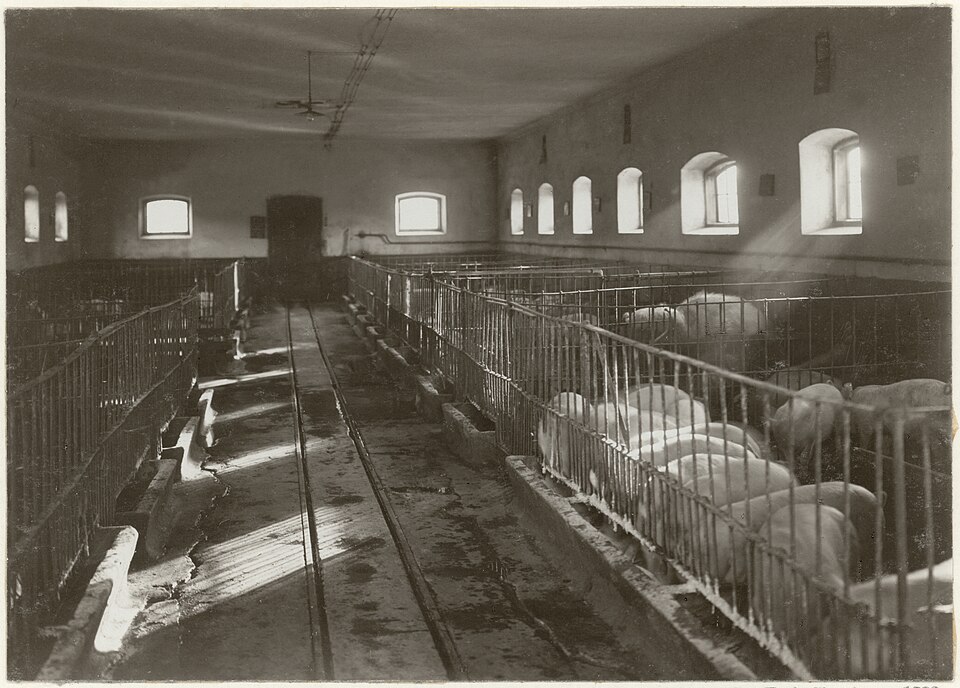 Ferme porcine intérieure, Suède, 1911