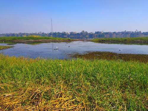 Une photo montrant une large rivière avec une variété de végétation basse de zones humides sur les côtés.