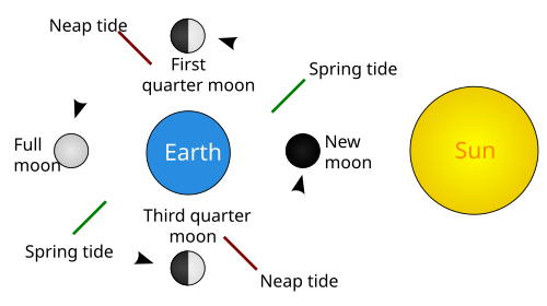 Marée de vive-eau : le Soleil, la Lune et la Terre forment une ligne droite. Marée de morte-eau : le Soleil, la Lune et la Terre forment un angle droit.