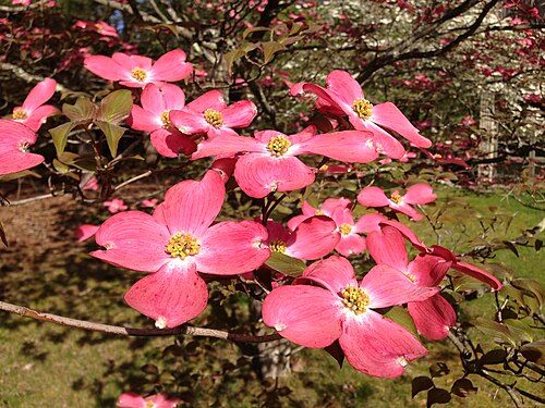 Cornus florida, cultivar de cornouiller à bractées roses entourant des fleurons jaunes