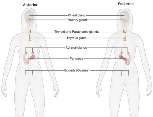 Système endocrinien féminin