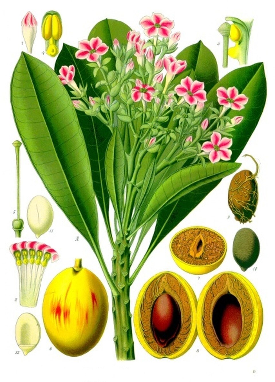 Cerbera mangas