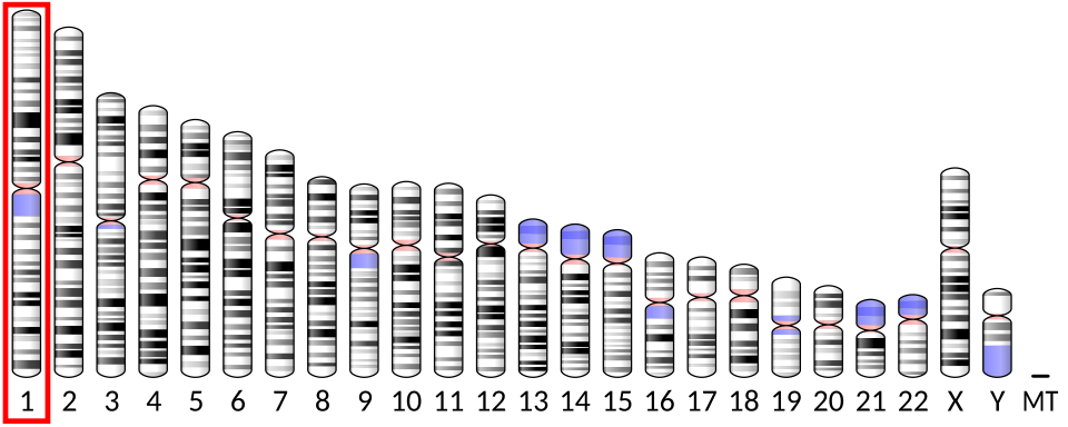 Chromosome 1 (humain)