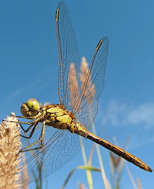 Insecte : Six pattes, corps en trois parties (tête, thorax, abdomen), jusqu'à deux paires d'ailes