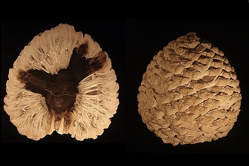 Cône pétrifié d'Araucaria mirabilis de Patagonie, Argentine datant de la période jurassique (environ 210 Ma)