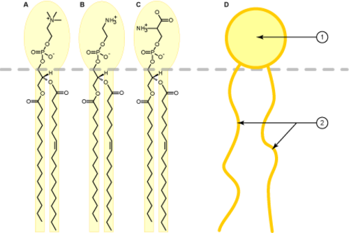 Les phospholipides sont des tensioactifs naturels efficaces qui ont des fonctions biologiques importantes