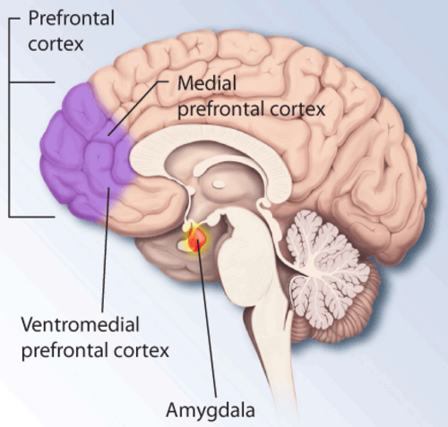vue médiane de l'hémisphère cérébral droit montrant la localisation du cortex préfrontal à l'avant du cerveau et plus spécifiquement le cortex préfrontal médian et le cortex préfrontal ventromédian.