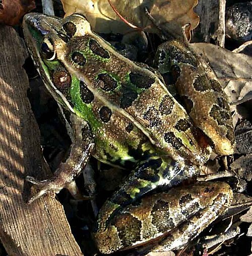 Grenouille léopard du sud
