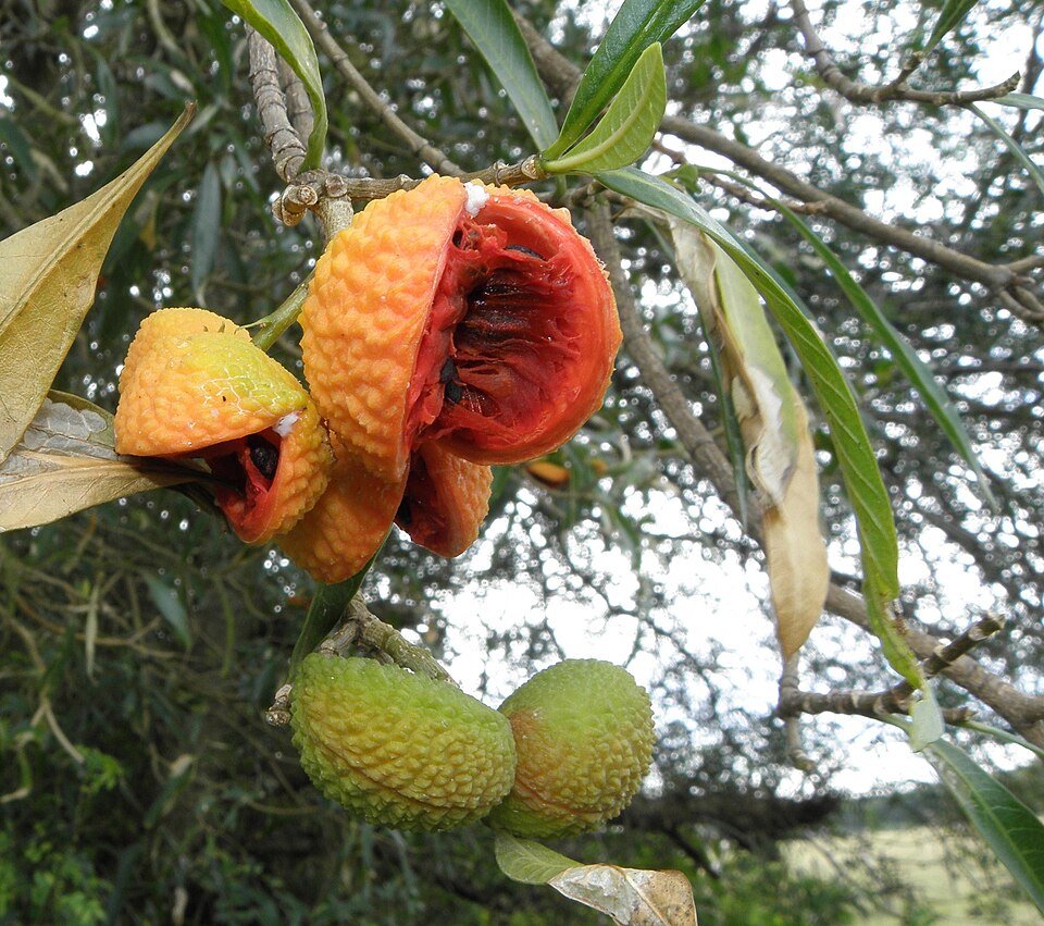 Tabernaemontana catharinensis (déhiscence)