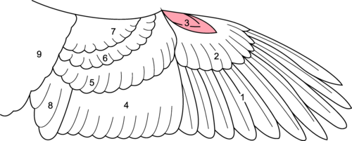 Dessin des différentes parties de l'aile d'un oiseau