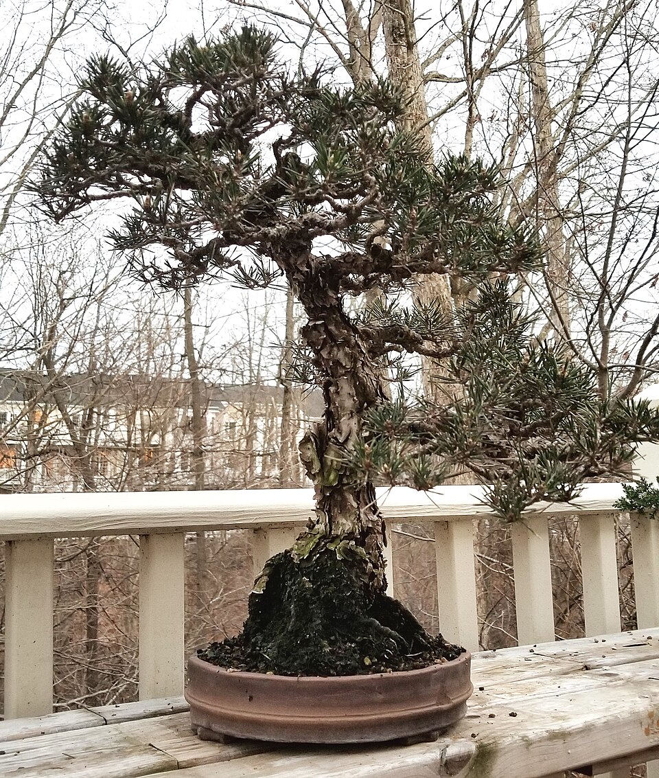 Pinus thunbergii 'Kotobuki' comme bonsaï de 65 ans