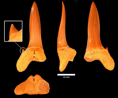 Dent de Scapanorhynchus rapax, Formation de Menuha.