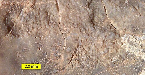 Trace fossile d'échinide Gnathichnus pentax sur une huître du Cénomanien de Hamakhtesh Hagadol, sud d'Israël