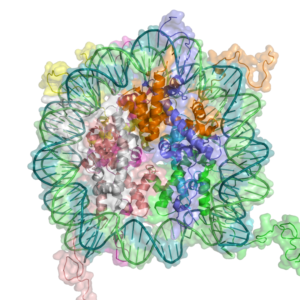Une représentation dessinée de la structure du nucléosome.