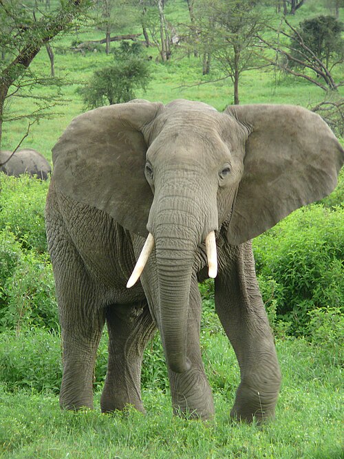 Éléphant de savane d'Afrique Loxodonta africana