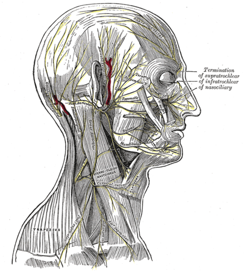 Les nerfs du cuir chevelu, du visage et du côté du cou.