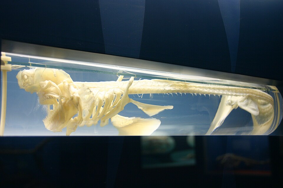 Le squelette d'un requin-lézard, un poisson cartilagineux