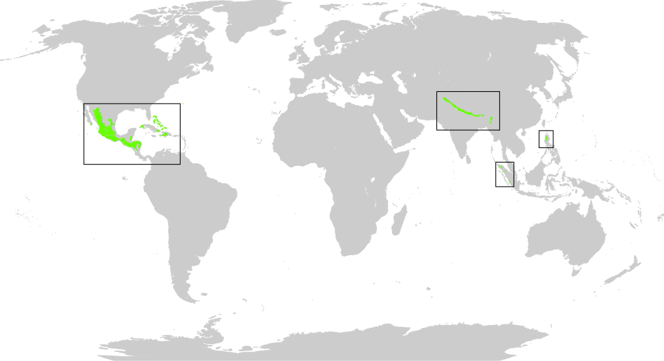 régions de forêts de conifères