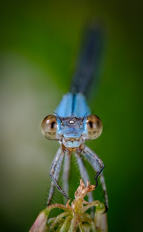 Tête de demoiselle