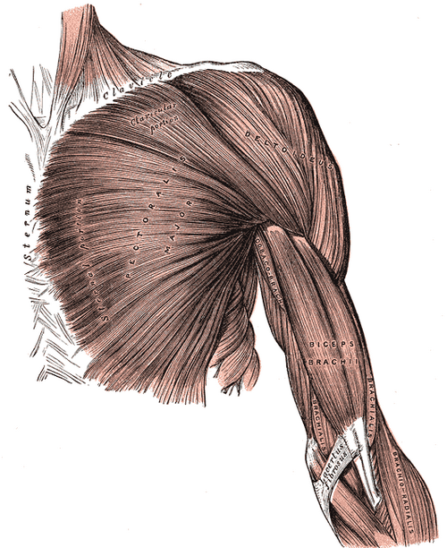 Muscles superficiels de la poitrine et de l'avant du bras.