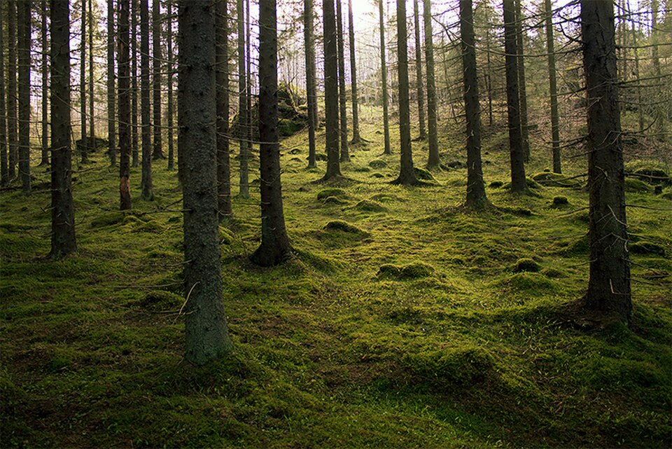 Une forêt de mousse fraîche de haute altitude/latitude ; le sol forestier est recouvert de mousse, sous les conifères.