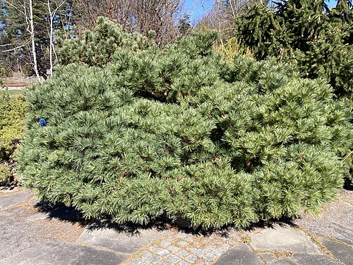 Pinus strobus 'Pigmaea'