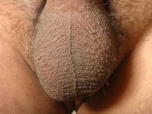 Un scrotum sain contenant des testicules de taille normale. Le scrotum est en bon état. L'image montre également la texture.