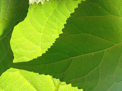 feuille d'Hydrangea arborescens