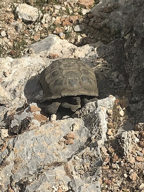 Photographie montrant l'habitat rocheux de la tortue du désert à Red Rock Canyon NCA, 2020