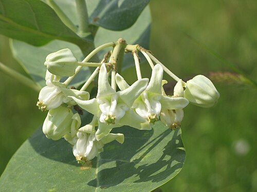 Calotropis géant