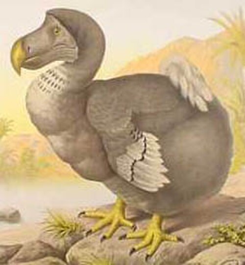 Peinture d'un dodo