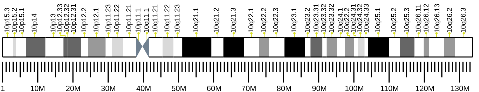 Chromosome 10 (humain)