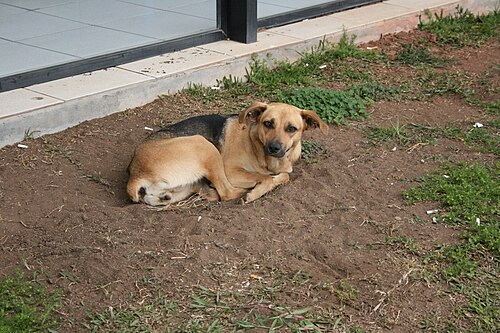 Caramelo – un chien croisé brésilien