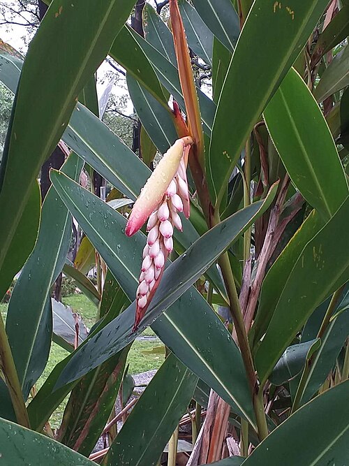 Boutons floraux d'Alpinia zerumbet protégés par deux bractées