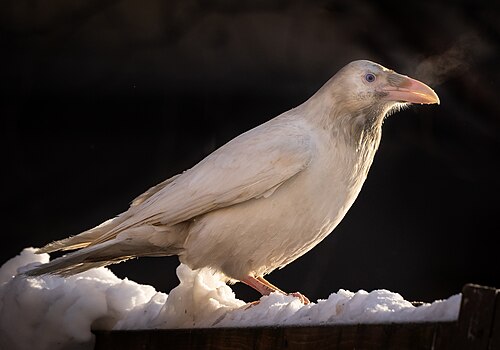 Le Corbeau blanc d'Anchorage, un corbeau commun (Corvus corax)