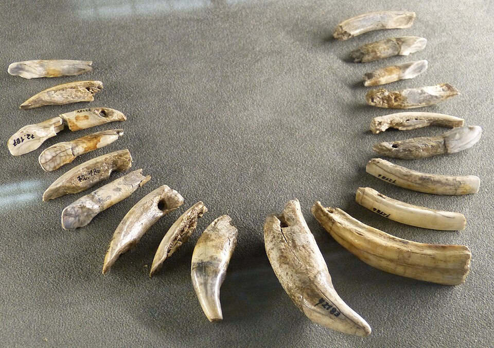 Chaîne aurignacienne faite de dents d'ours, de cheval, d'élan et de castor