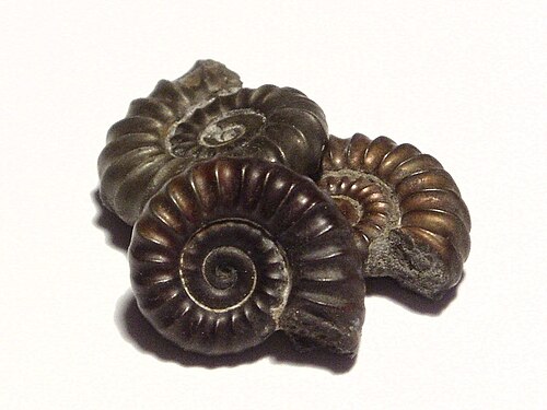 Trois petits fossiles d'ammonites, chacun mesurant environ 1,5 cm de diamètre