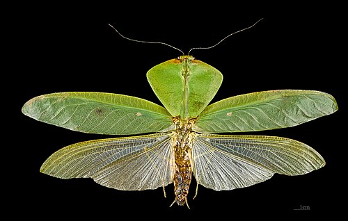 Mimétisme des feuilles : Choeradodis a des ailes antérieures en forme de feuille et un thorax vert élargi.