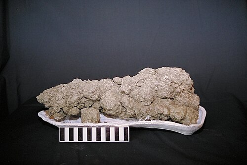 Un coprolithe d'un dinosaure carnivore découvert dans le sud-ouest de la Saskatchewan