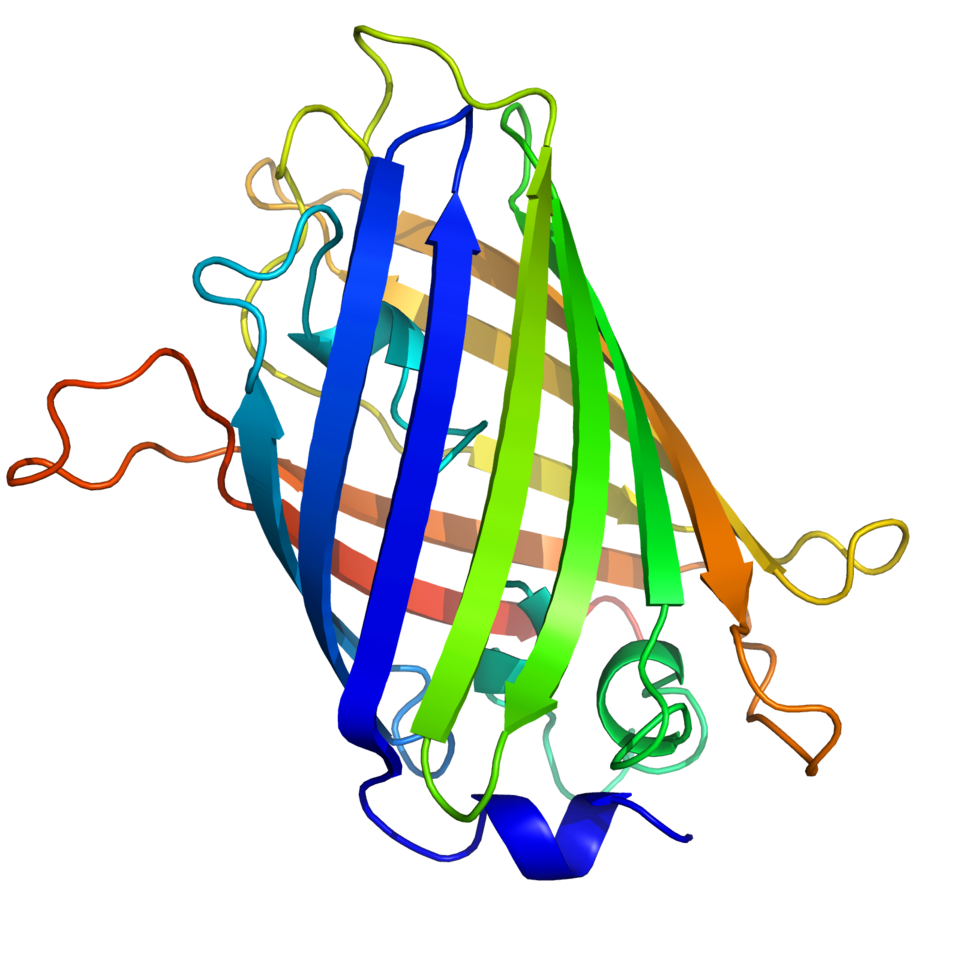 Diagramme en ruban d'une protéine fluorescente verte ressemblant à une structure en tonneau.