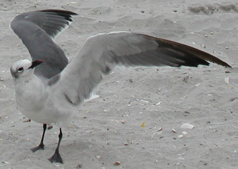Une mouette rieuse, présentant le contour d'une « aile de mouette ».
