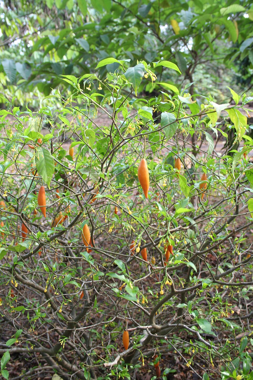 Tabernanthe iboga en fleur et en fruit