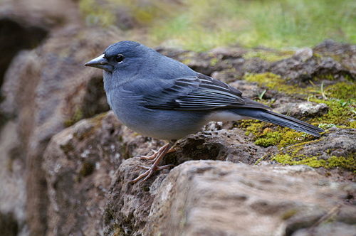 Pinson bleu de Tenerife (Fringilla teydea)