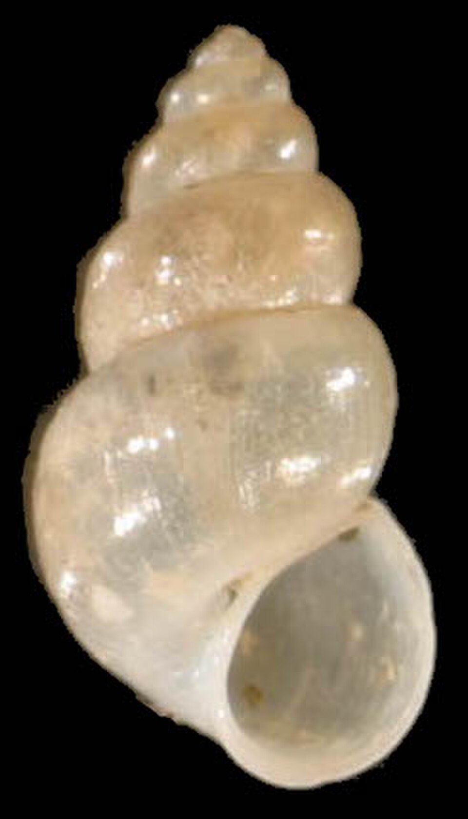 ovale-conique