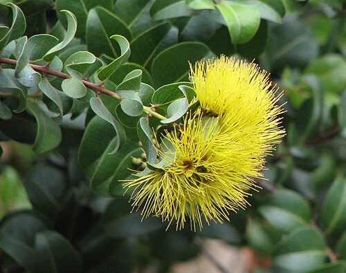 Variante à fleurs jaunes