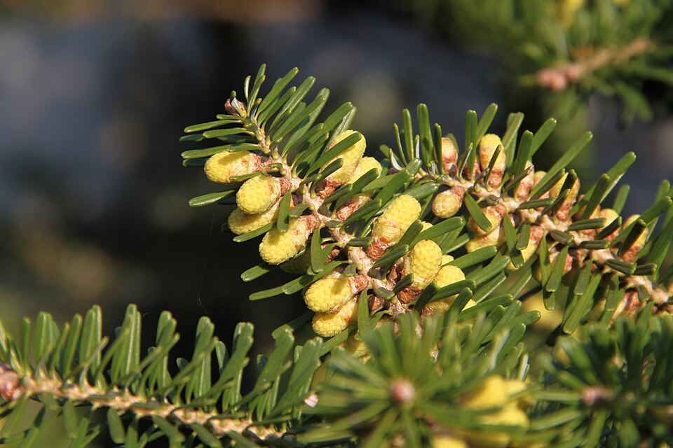 Cônes de pollen