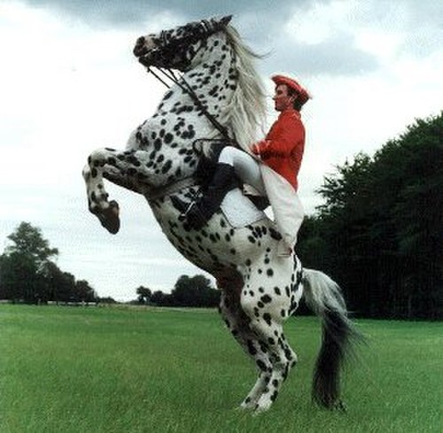 Un cheval Knabstrupper à motif léopard