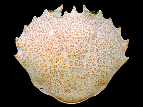 Morceau de coquille de forme ovale convexe, couvert de fines marques orange-rose : le bord avant est bordé de 13 dentelures grossières, tandis que le bord arrière est lisse.
