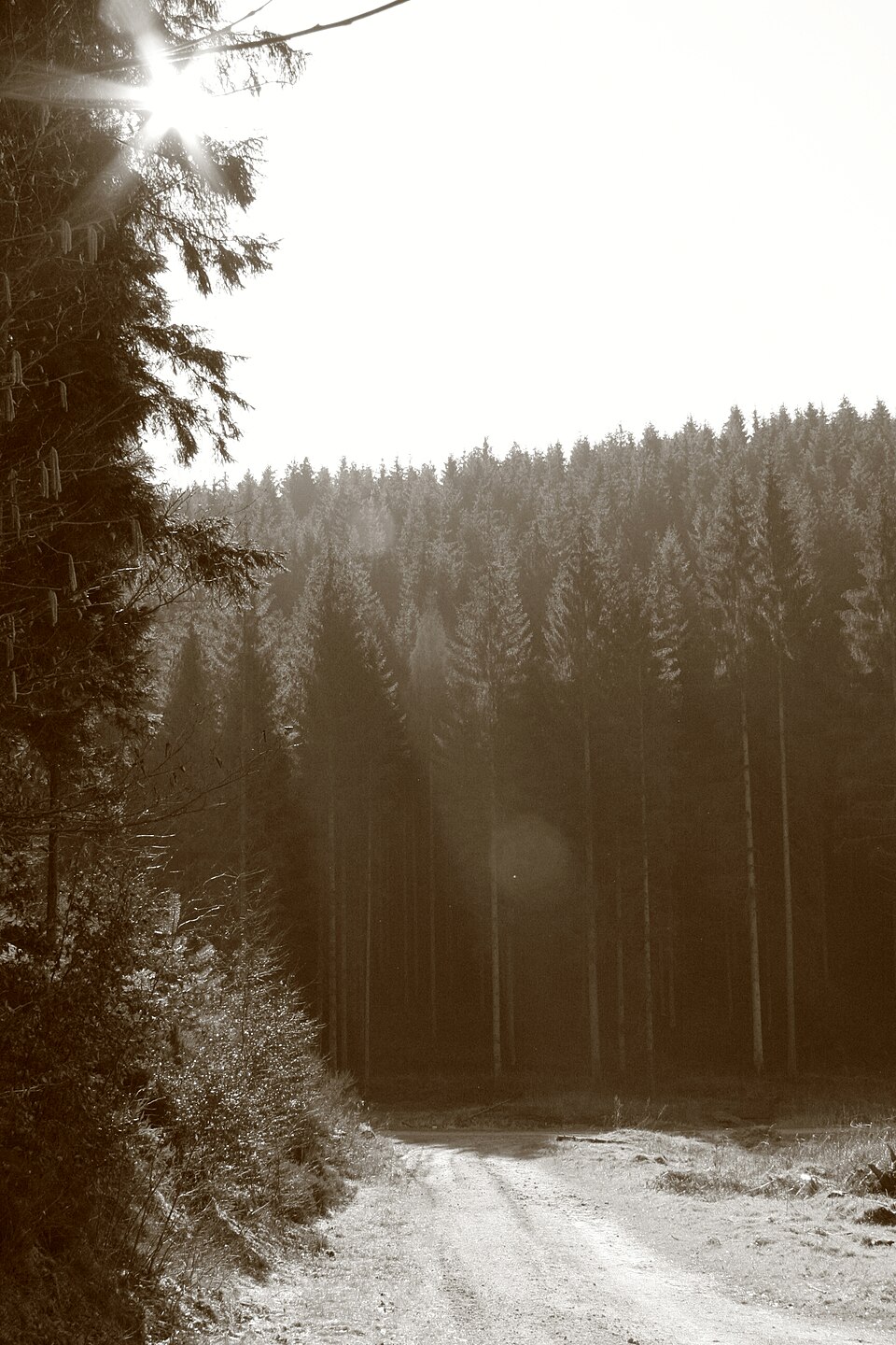 Forêt de Gaume