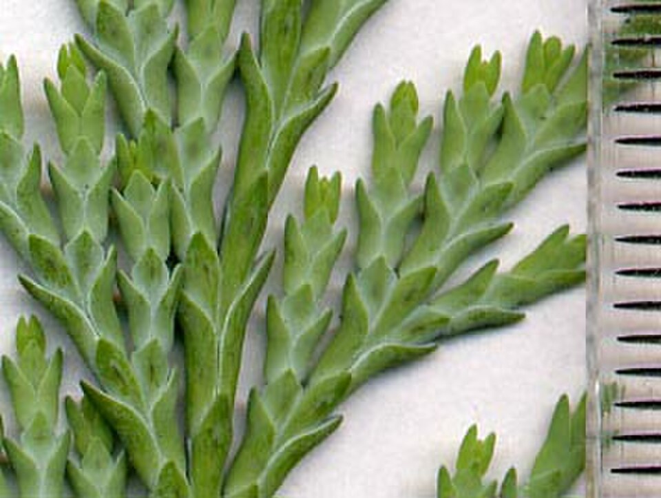 Cupressaceae : feuilles d'écailles du cyprès de Lawson (Chamaecyparis Lawsoniana) ; règle en mm